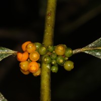 Urophyllum ellipticum (Wight) Thwaites