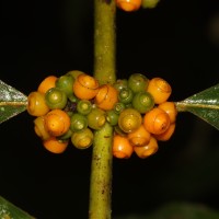 Urophyllum ellipticum (Wight) Thwaites