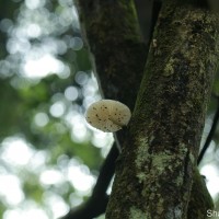 Oudemansiella australis G. Stev. & G.M. Taylor 1964