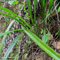 Cymbidium haematodes Lindl