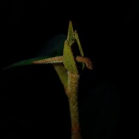 Cotylelobium scabriusculum (Thwaites) Brandis