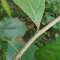 Cleistanthus ferrugineus (Thwaites) Müll.Arg.