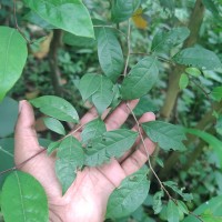 Cleistanthus ferrugineus (Thwaites) Müll.Arg.