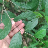 Cleistanthus ferrugineus (Thwaites) Müll.Arg.
