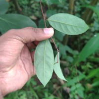 Cleistanthus ferrugineus (Thwaites) Müll.Arg.