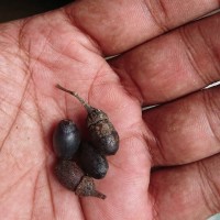 Cinnamomum citriodorum Thwaites