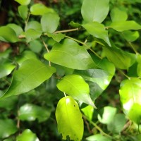 Hopea brevipetiolaris (Thwaites ex Trimen) P.S.Ashton