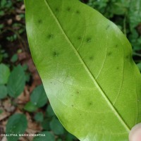 Hopea brevipetiolaris (Thwaites ex Trimen) P.S.Ashton