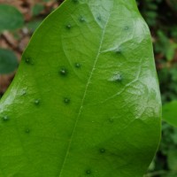 Hopea brevipetiolaris (Thwaites ex Trimen) P.S.Ashton