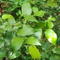 Hopea brevipetiolaris (Thwaites ex Trimen) P.S.Ashton