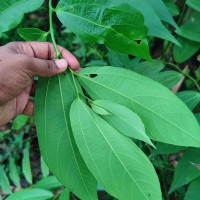 Thottea duchartrei Sivar., A.Babu & Balach.