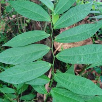Thottea duchartrei Sivar., A.Babu & Balach.