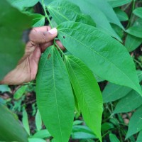 Thottea duchartrei Sivar., A.Babu & Balach.