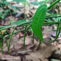 Thottea duchartrei Sivar., A.Babu & Balach.