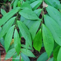 Thottea duchartrei Sivar., A.Babu & Balach.
