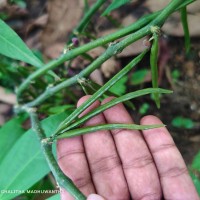 Thottea duchartrei Sivar., A.Babu & Balach.