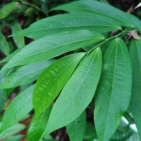 Thottea duchartrei Sivar., A.Babu & Balach.