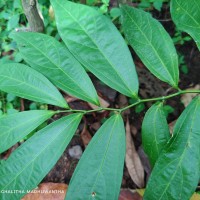 Thottea duchartrei Sivar., A.Babu & Balach.