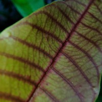 Vateria copallifera (Retz.) Alston