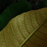 Vateria copallifera (Retz.) Alston