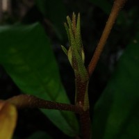 Vateria copallifera (Retz.) Alston