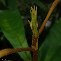 Vateria copallifera (Retz.) Alston