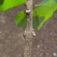 Gmelina arborea Roxb. ex Sm.