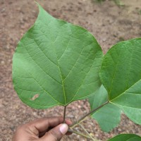 Gmelina arborea Roxb. ex Sm.