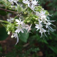 Clerodendrum infortunatum L.