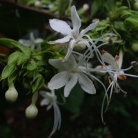 Clerodendrum infortunatum L.