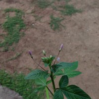 Cleome rutidosperma var. burmanni (Wight & Arn.) Siddiqui & S.N.Dixit