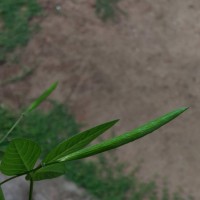 Cleome rutidosperma var. burmanni (Wight & Arn.) Siddiqui & S.N.Dixit
