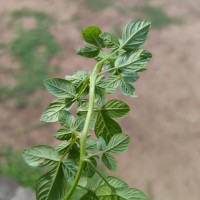 Cleome rutidosperma var. burmanni (Wight & Arn.) Siddiqui & S.N.Dixit