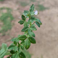 Cleome rutidosperma var. burmanni (Wight & Arn.) Siddiqui & S.N.Dixit