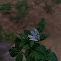 Cleome rutidosperma var. burmanni (Wight & Arn.) Siddiqui & S.N.Dixit