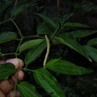 Piper cubeba L.f.