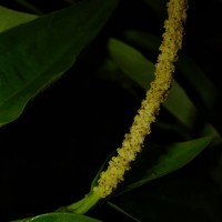 Piper cubeba L.f.