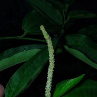 Piper cubeba L.f.