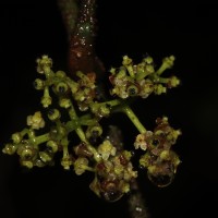 Tetrastigma nilagiricum (Miq.) B.V.Shetty