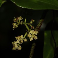 Tetrastigma nilagiricum (Miq.) B.V.Shetty