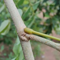 Dalbergia sissoo Roxb. ex DC.
