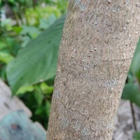 Dalbergia sissoo Roxb. ex DC.