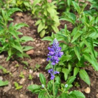 Salvia farinacea Benth.