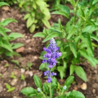 Salvia farinacea Benth.