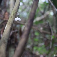Marasmiellus  candidus (Fr.) Singer