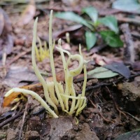 Clavulinopsis sp. Overeem 1923