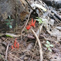 Clavulinopsis miyabeana Seiya Ito 1955