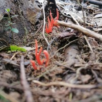 Clavulinopsis miyabeana Seiya Ito 1955
