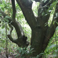 Semecarpus nigroviridis Thwaites