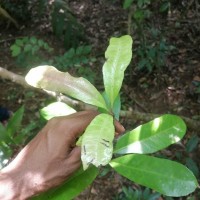 Semecarpus nigroviridis Thwaites